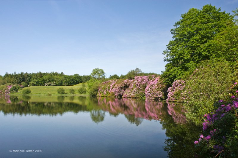9. Rossmore in summer - Rhododendrons at the castle lake..jpg
